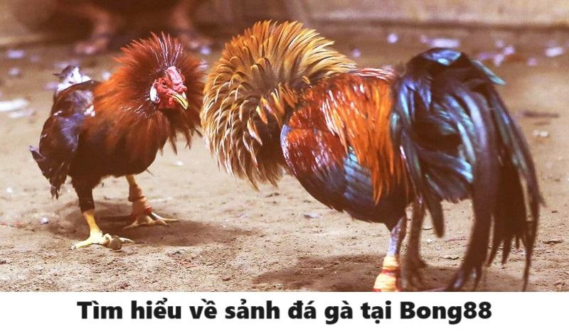 Bong88 cung cấp đa dạng các trận đá gà khác nhau