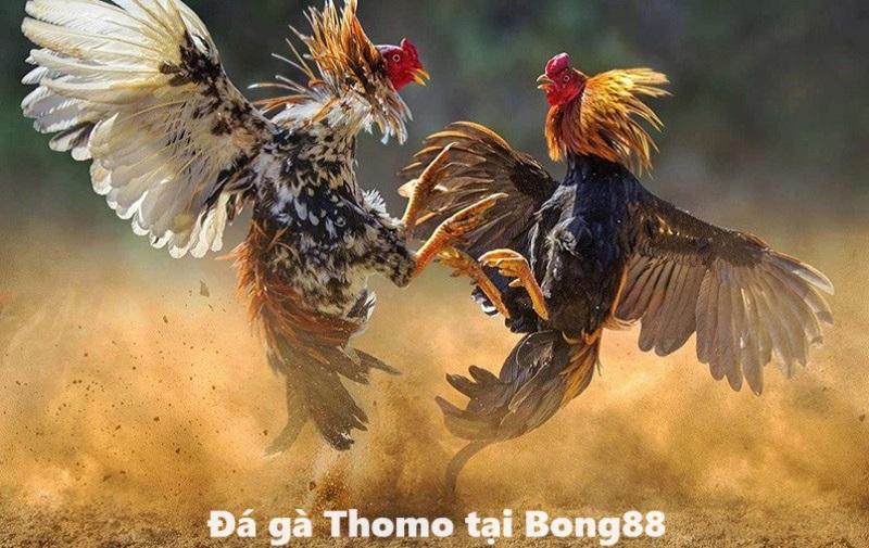 Sân chơi đá gà Thomo siêu hot tại Bong88