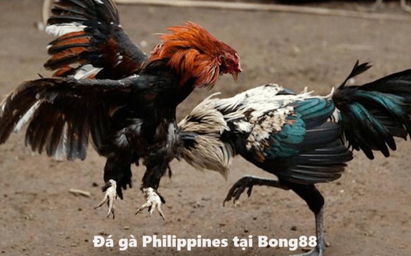Đá gà Philippines với đa dạng các kèo cược 